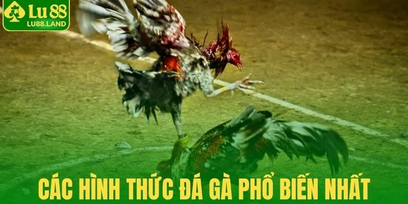 Các hình thức đá gà phổ biến nhất 