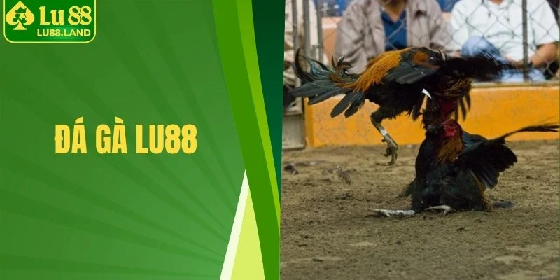 đá gà Lu88