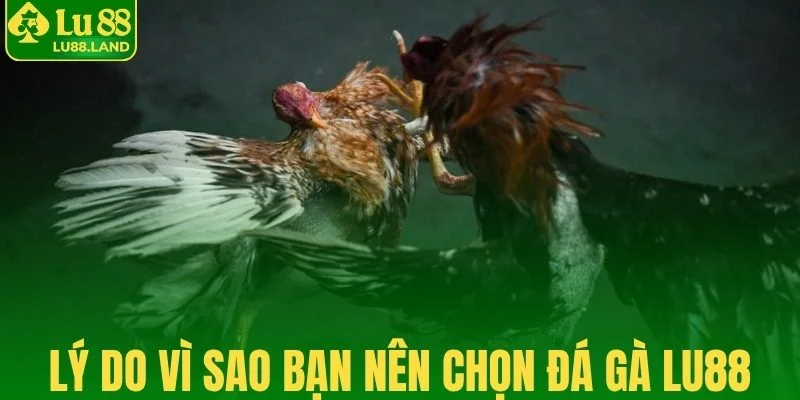 Những lý do vì sao bạn nên chọn đá gà Lu88