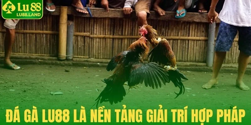 Sảnh đá gà Lu88 là nền tảng giải trí hợp pháp